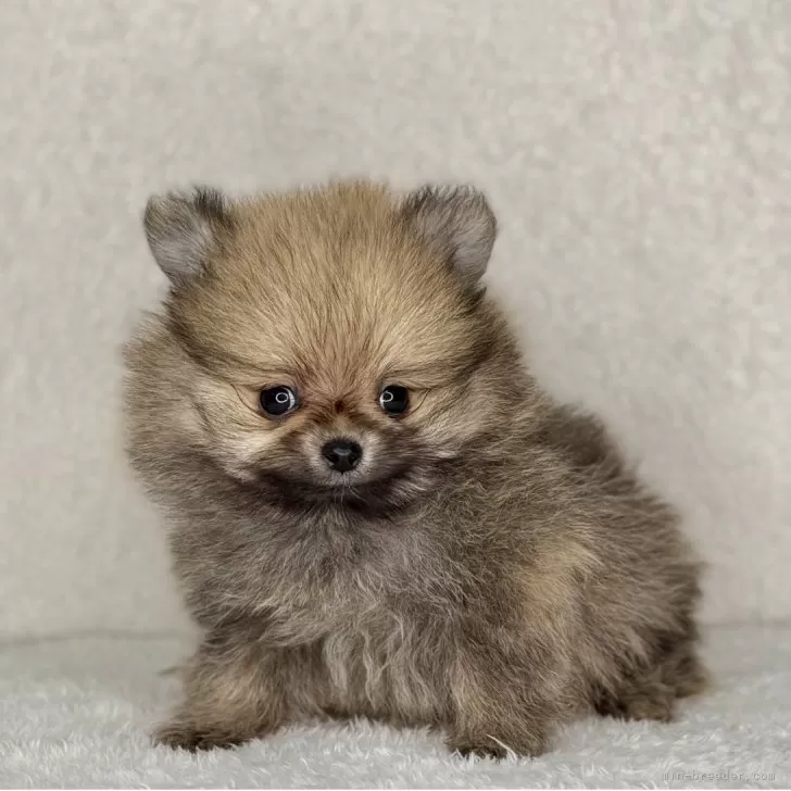 ポメラニアン【神奈川県・男の子・2025年9月20日・オレンジ】の写真1