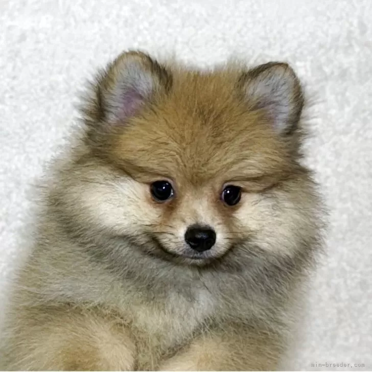 M.K 様のお迎えした子犬