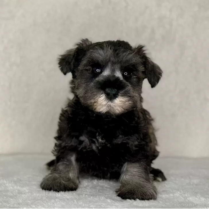 ID：2510-03785の子犬