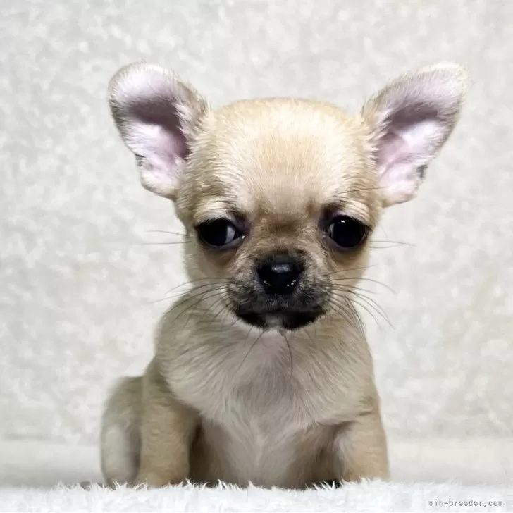ID：2504-02568の子犬