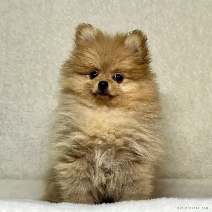 ID：2502-03221の子犬