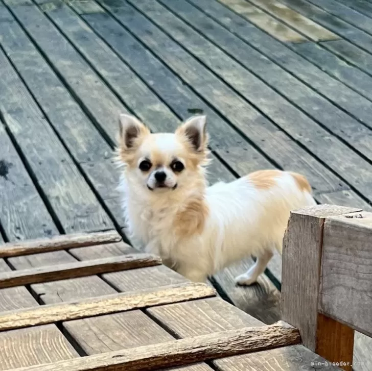 ID:2407-02858の子犬