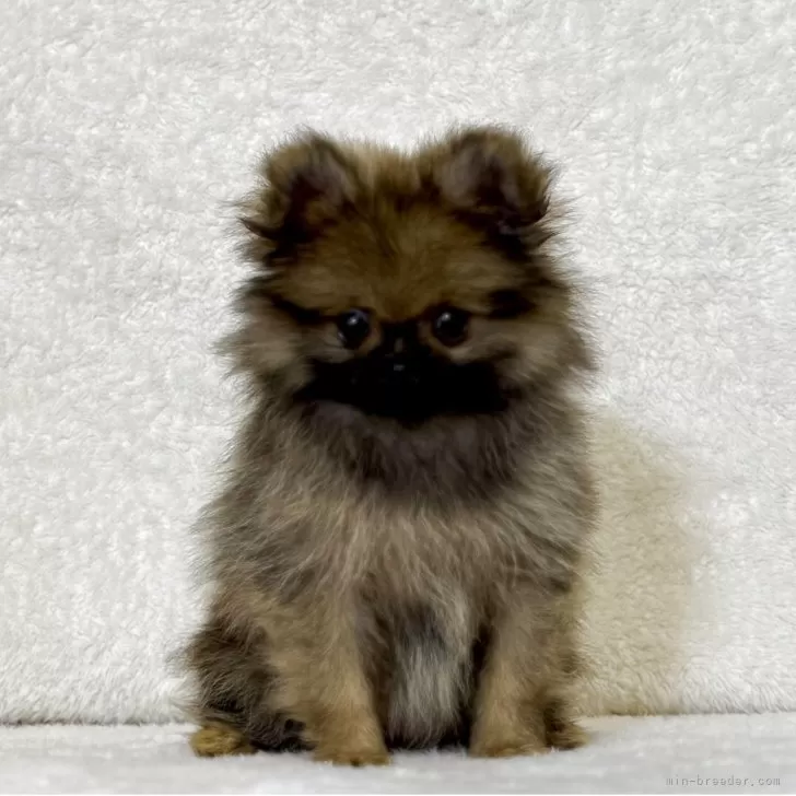 ID：2506-06191の子犬