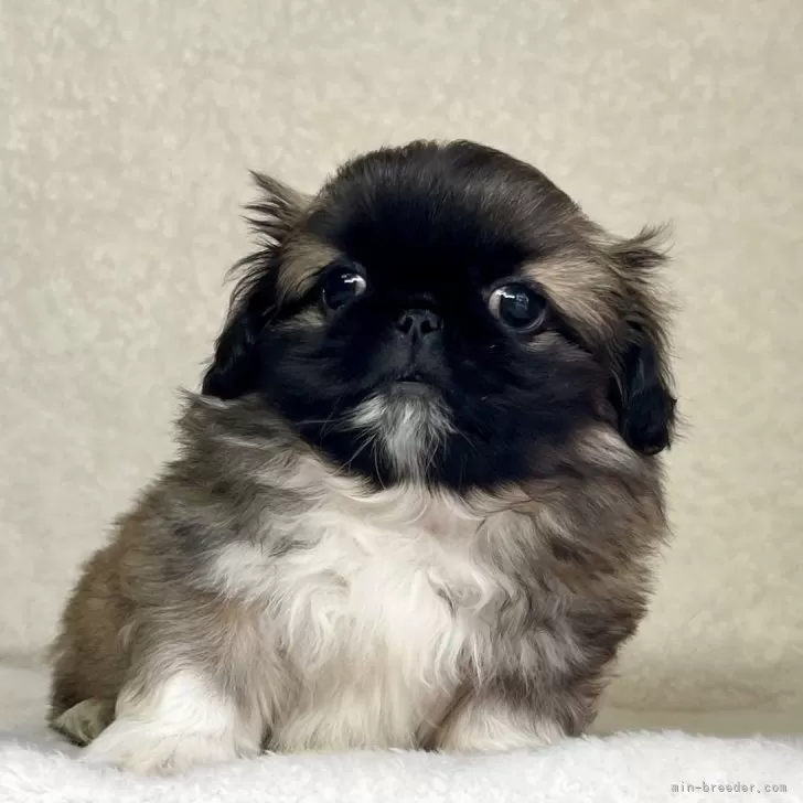 ID:2501-05967の子犬