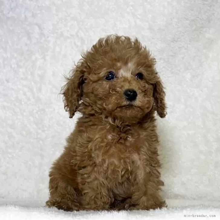 ID：2506-04631の子犬