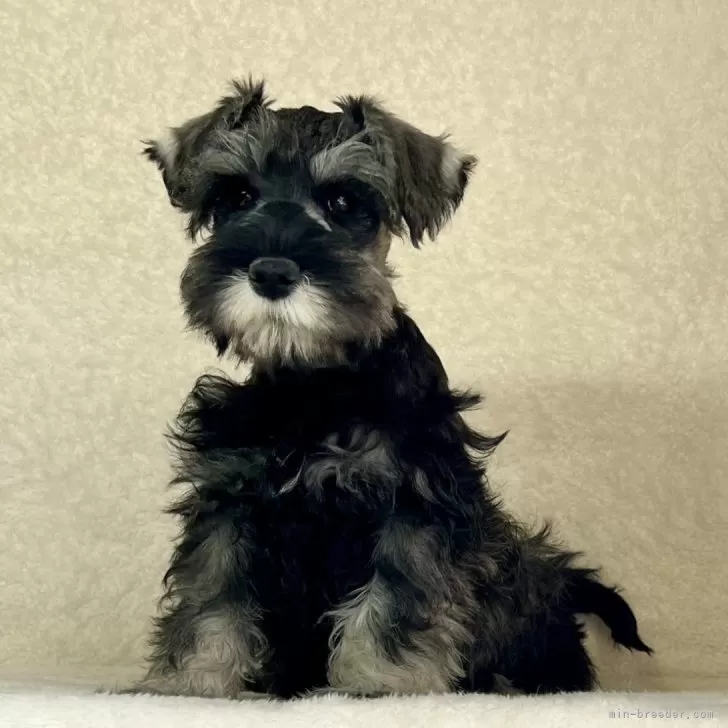 ID:2412-04835の子犬