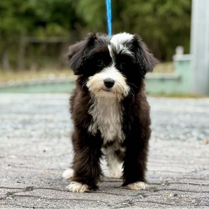 ブリーダー画像