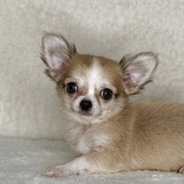 チワワ(ロング)【神奈川県・男の子・2025年7月24日・フォーン&ホワイト】の写真「父JKCチャンピオンの可愛い男の子」