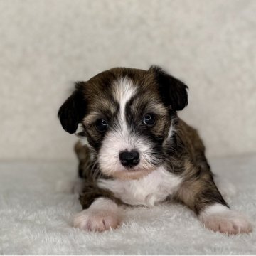 チャイニーズ・クレステッド・ドッグ【神奈川県・女の子・2025年10月24日・ブラウン&ホワイト】の写真「可愛い女の子」