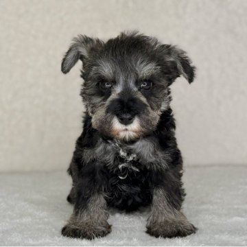 ミニチュアシュナウザー【神奈川県・男の子・2025年10月31日・ソルト&ペッパー】の写真「可愛い男の子」