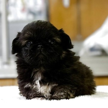 ペキニーズ【神奈川県・男の子・2025年10月1日・フォーン&ホワイト】の写真「可愛い男の子」