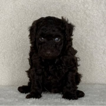 トイプードル(トイ)【神奈川県・女の子・2025年10月10日・ブラウン】の写真「可愛い女の子」