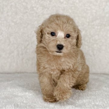 トイプードル(トイ)【神奈川県・男の子・2025年8月18日・オレンジフォーン】の写真「可愛い男の子」