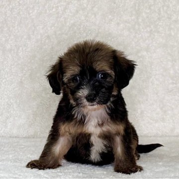 チャイニーズ・クレステッド・ドッグ【神奈川県・女の子・2025年7月29日・ブラウン&ホワイト】の写真「可愛い女の子」