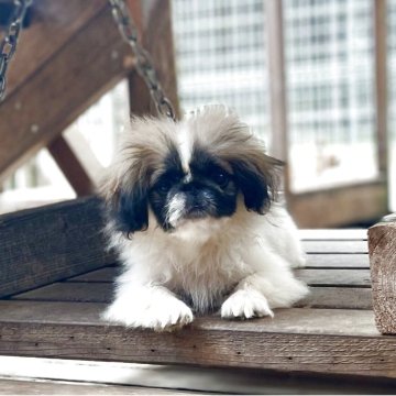 パーティーのペキニーズの子犬を探す｜ブリーダー直販の子犬販売