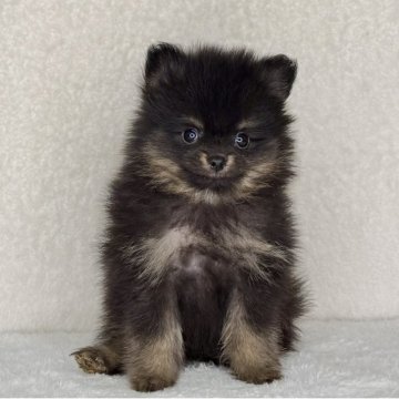 ポメラニアン【神奈川県・女の子・2025年10月25日・ブラック&タン】の写真「可愛い女の子」
