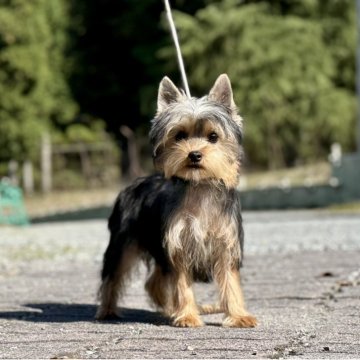 ヨークシャーテリア【神奈川県・男の子・2025年6月21日・スティールブルー&タン】の写真「可愛い男の子」