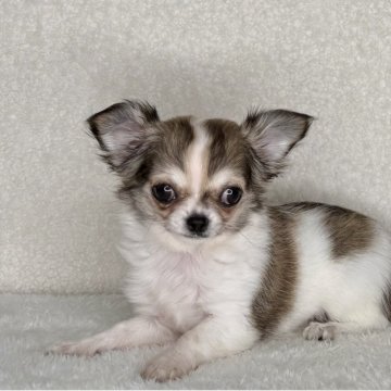 チワワ(ロング)【神奈川県・女の子・2025年9月2日・フォーン&ホワイト】の写真「父JKCチャンピオン、小振りサイズの可愛い女の子」