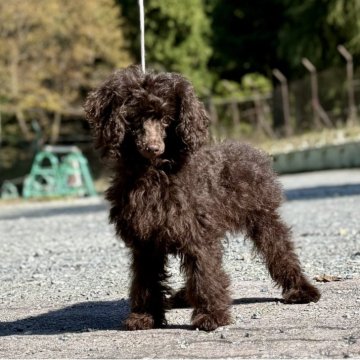 トイプードル(トイ)【神奈川県・男の子・2025年6月19日・ブラウン】の写真「大きめサイズのとてもヤンチャな男の子」