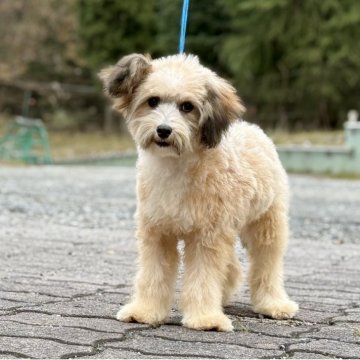 チャイニーズ・クレステッド・ドッグ【神奈川県・男の子・2025年6月7日・ブラウン&ホワイト】の写真「可愛い男の子」