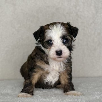 チャイニーズ・クレステッド・ドッグ【神奈川県・男の子・2025年10月12日・ブラウン&ホワイト】の写真「可愛い男の子」