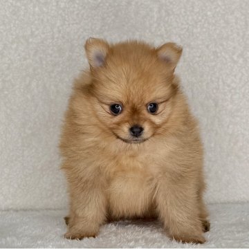 ポメラニアン【神奈川県・女の子・2025年10月23日・オレンジ】の写真「父JKCチャンピオンの可愛い女の子」