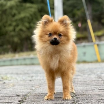 ポメラニアン【神奈川県・男の子・2025年4月17日・オレンジ】の写真「父JKCチャンピオンの可愛い男の子」