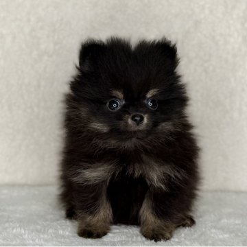 ポメラニアン【神奈川県・女の子・2025年9月4日・ブラック&タン】の写真「可愛い女の子」