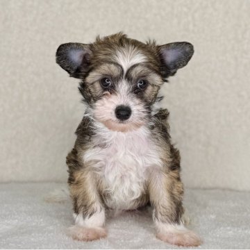 チャイニーズ・クレステッド・ドッグ【神奈川県・女の子・2025年10月24日・ブラウン&ホワイト】の写真「可愛い女の子」