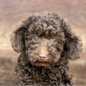 トイプードル(トイ)【神奈川県・女の子・2025年9月20日・ブラウン】の写真「可愛い女の子」