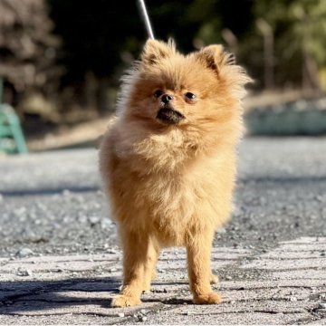 ポメラニアン