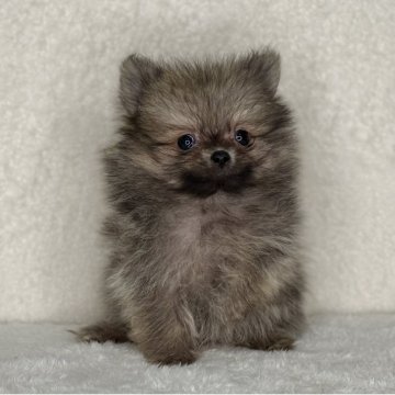 ポメラニアン【神奈川県・男の子・2025年9月4日・オレンジセーブル】の写真「可愛い男の子」