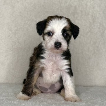 チャイニーズ・クレステッド・ドッグ【神奈川県・女の子・2025年10月12日・ブラウン&ホワイト】の写真「可愛い女の子」