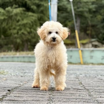 トイプードル(トイ)【神奈川県・男の子・2025年6月11日・オレンジフォーン】の写真「大きめサイズの可愛い男の子」