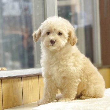 トイプードル(トイ)【神奈川県・女の子・2025年2月18日・オレンジフォーン】の写真「可愛い女の子」