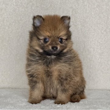 ポメラニアン【神奈川県・男の子・2025年10月23日・オレンジ】の写真「父JKCチャンピオンの可愛い男の子」