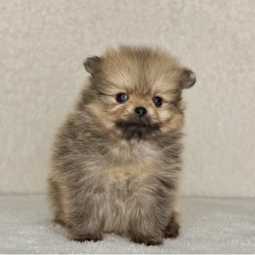 ポメラニアン【神奈川県・男の子・2025年11月12日・オレンジ】の写真「可愛い男の子」