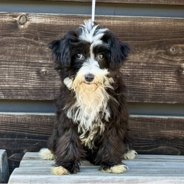 チャイニーズ・クレステッド・ドッグ【神奈川県・女の子・2025年7月29日・ブラック&ホワイト】の写真「可愛い女の子」