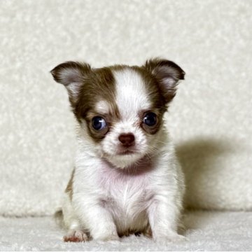 フォーン系のチワワ(ロング)の子犬を探す｜ブリーダー直販の子犬