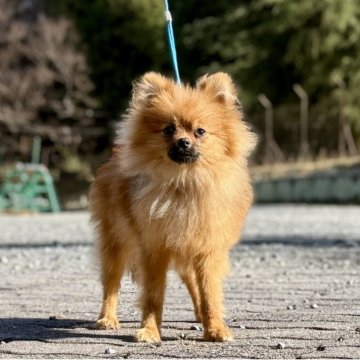 ポメラニアン【神奈川県・男の子・2025年4月17日・オレンジ】の写真「父JKCチャンピオンの可愛い男の子」