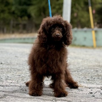 トイプードル(トイ)【神奈川県・男の子・2025年6月19日・ブラウン】の写真「元気いっぱいとてもヤンチャな男の子」