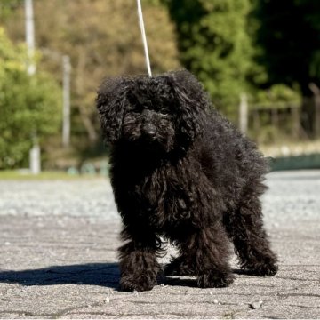 トイプードル(トイ)【神奈川県・男の子・2025年6月10日・ブラック】の写真「可愛い男の子」