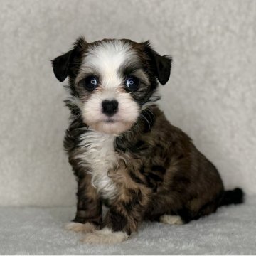 チャイニーズ・クレステッド・ドッグ【神奈川県・男の子・2025年10月12日・ブラウン&ホワイト】の写真「可愛い男の子」