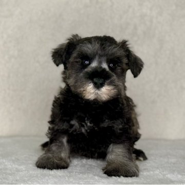 ミニチュアシュナウザー【神奈川県・男の子・2025年9月7日・ソルト&ペッパー】の写真「可愛い男の子」