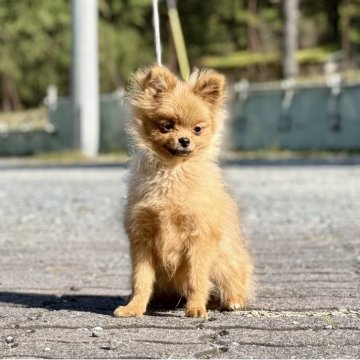 ポメラニアン【神奈川県・男の子・2025年6月8日・オレンジ】の写真「父JKCチャンピオン、小振りサイズの可愛い男の子」