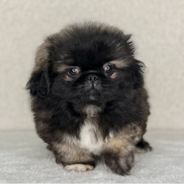 ペキニーズ【神奈川県・男の子・2025年10月1日・フォーン&ホワイト】の写真「可愛い男の子」