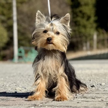 ヨークシャーテリア【神奈川県・男の子・2025年6月21日・スティールブルー&タン】の写真「可愛い男の子」