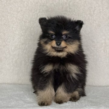 ポメラニアン【神奈川県・女の子・2025年10月25日・ブラック&タン】の写真「可愛い女の子」