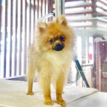 ポメラニアン【神奈川県・男の子・2025年4月17日・オレンジ】の写真「父JKCチャンピオンの可愛い男の子」