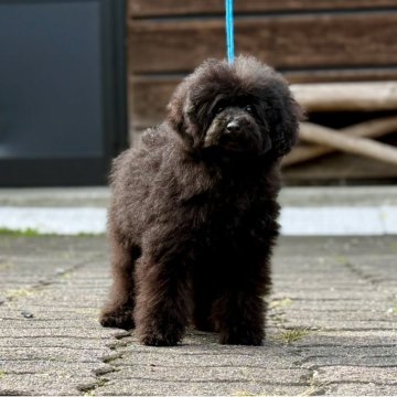 トイプードル(トイ)【神奈川県・男の子・2025年6月10日・ブラック】の写真「可愛い男の子」
